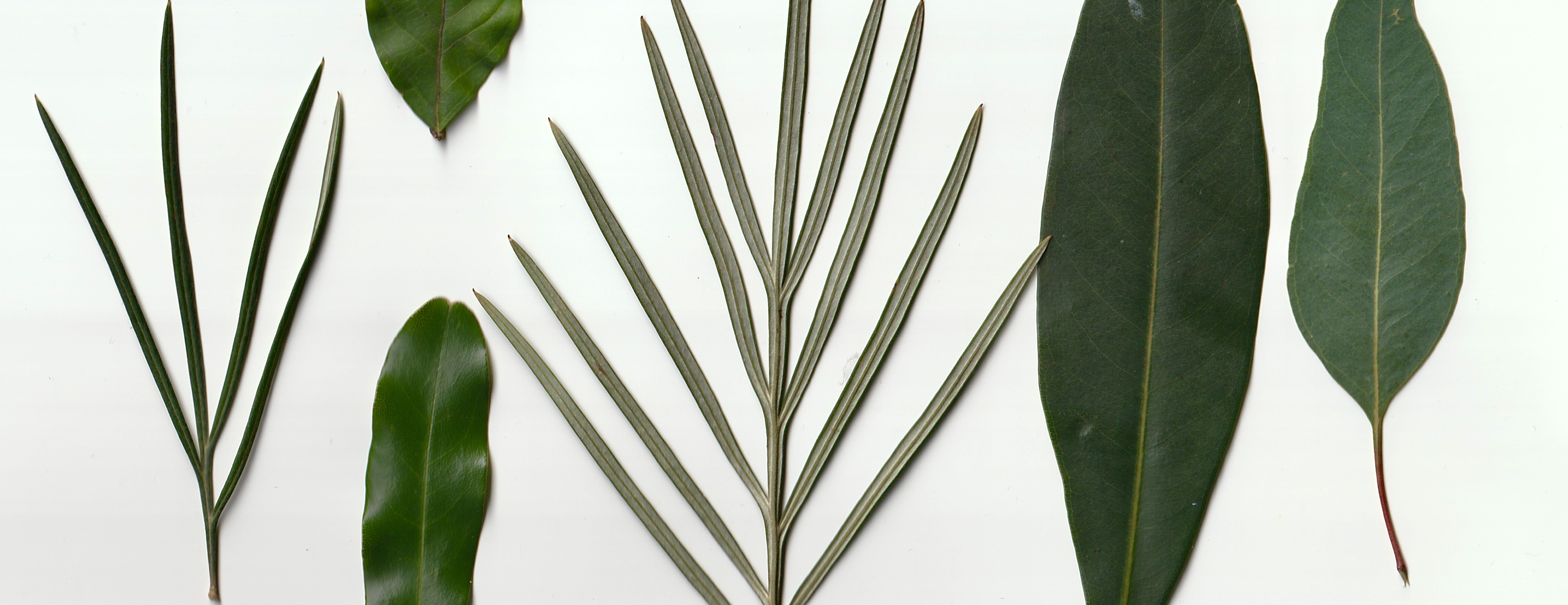 Discovering Australian Greens: Mixing Believable Greens