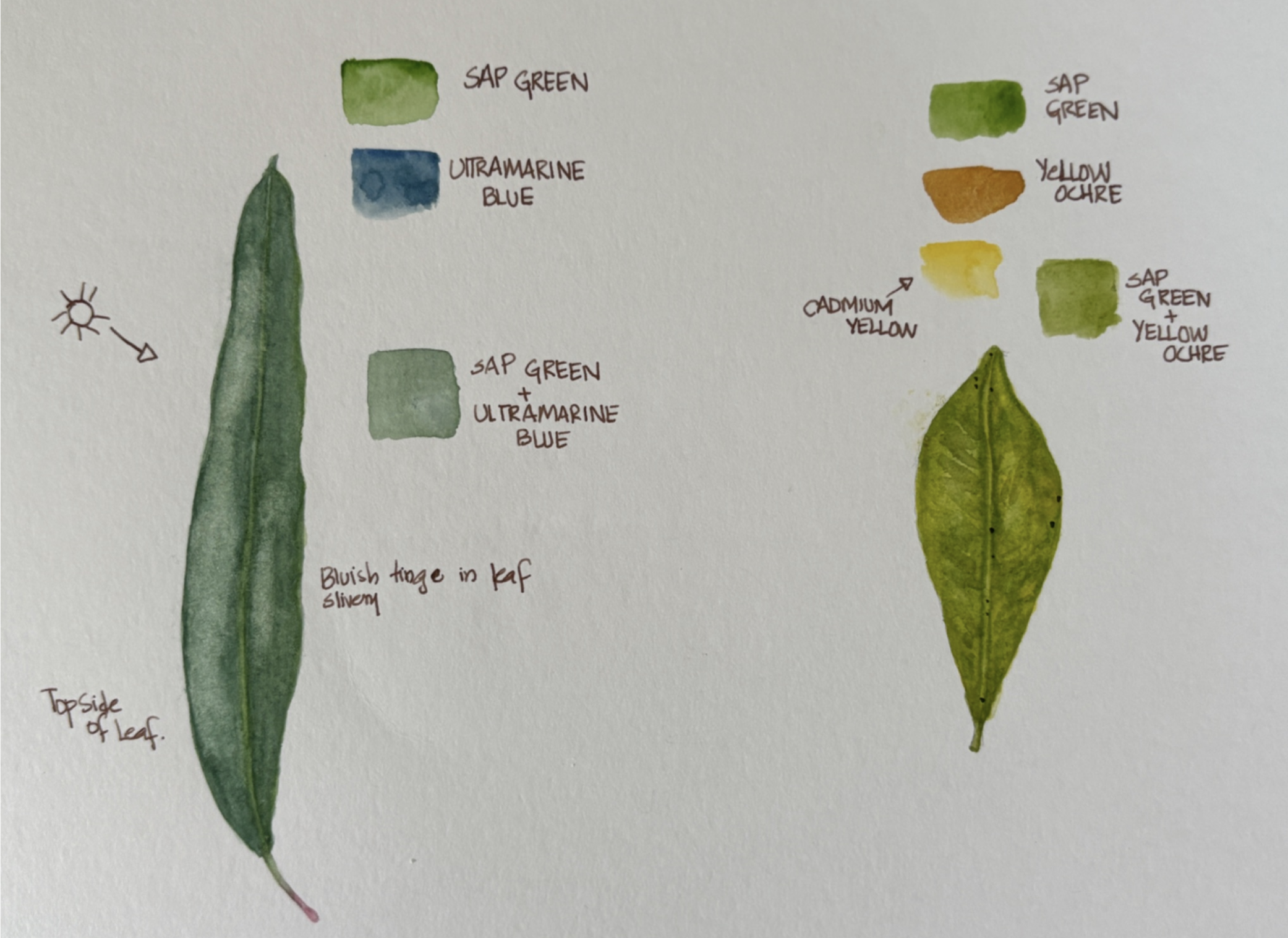 A quick field study of leaves with store-bought pigments