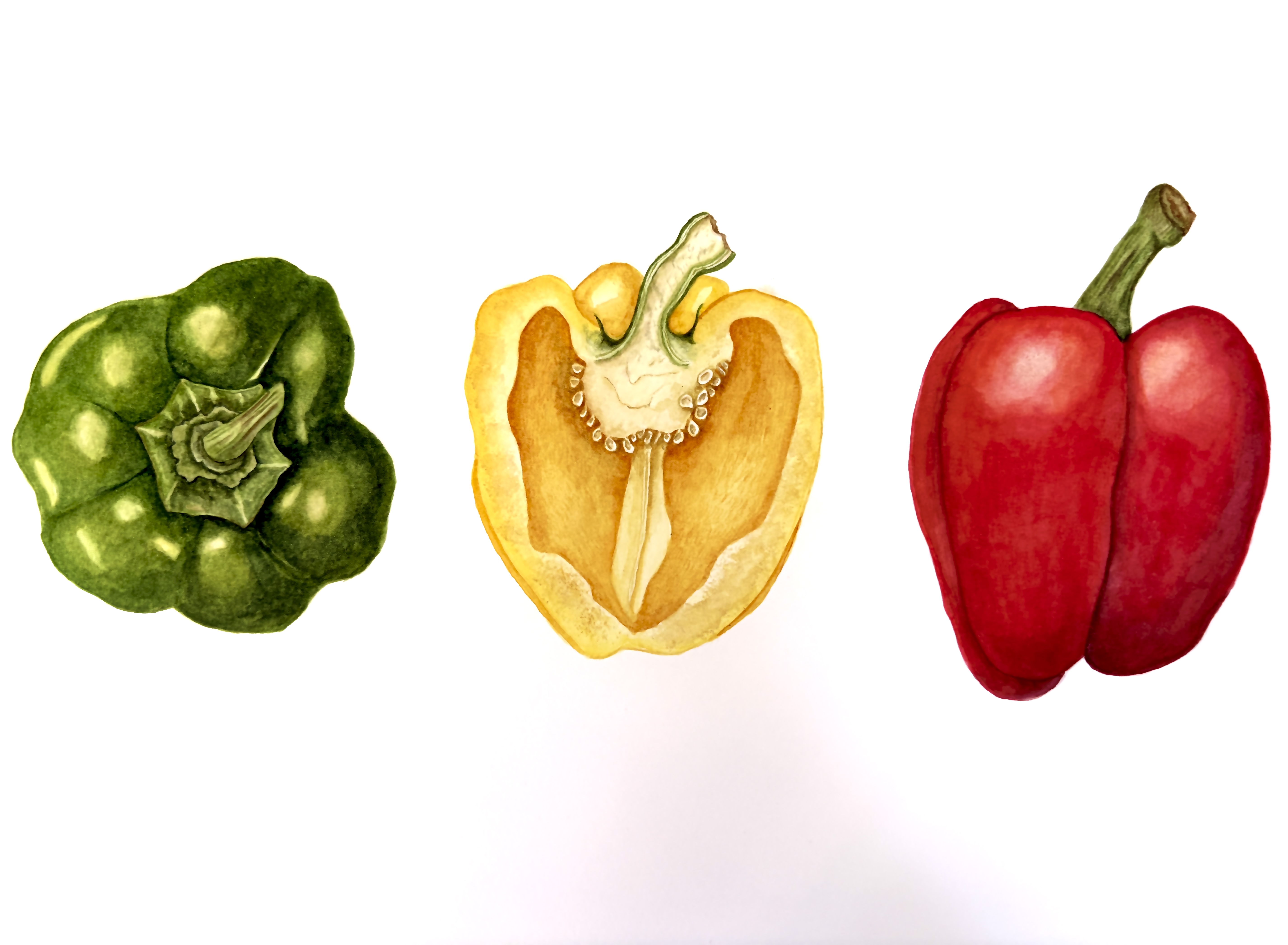 Bellpepper
