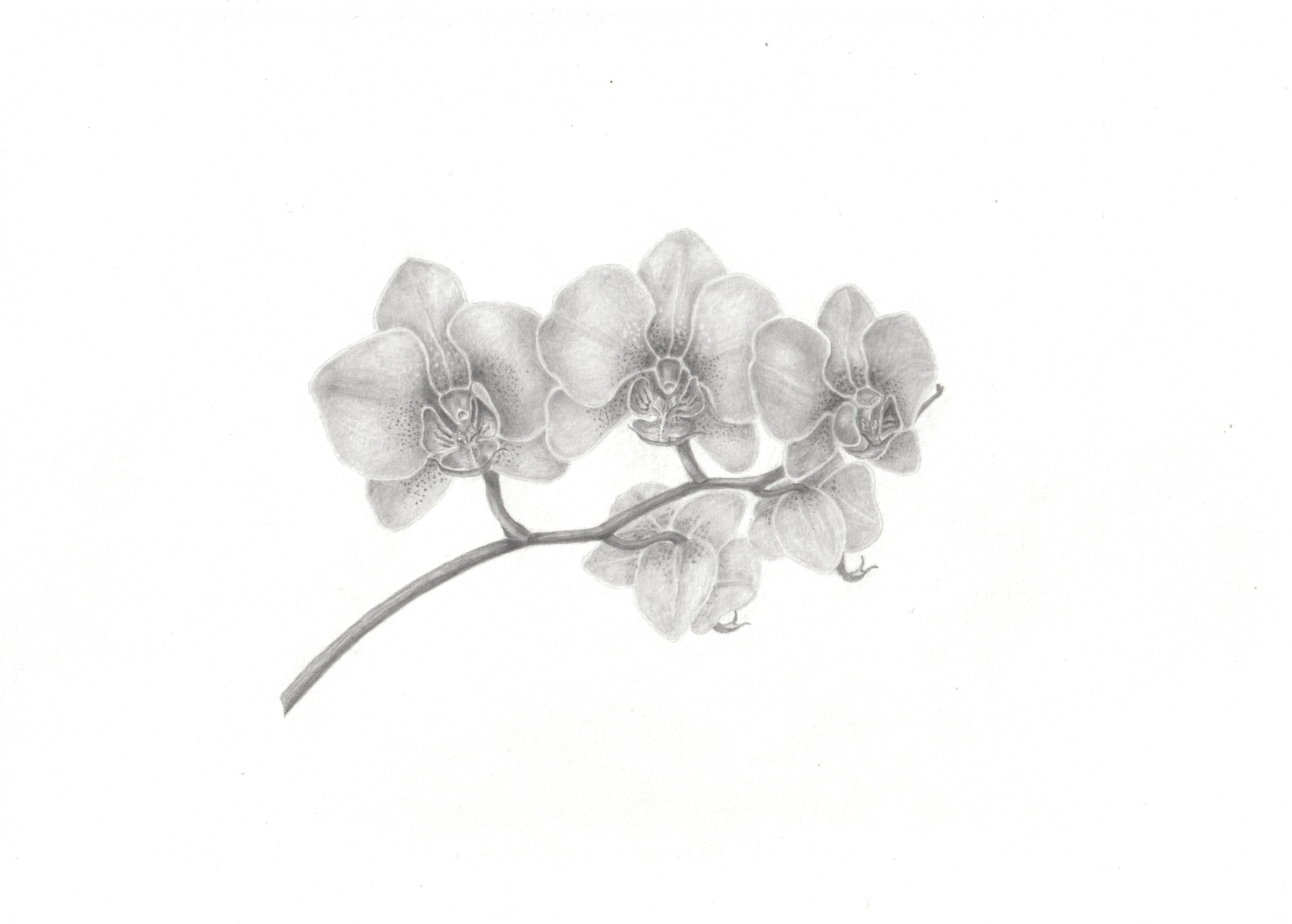 Orchid