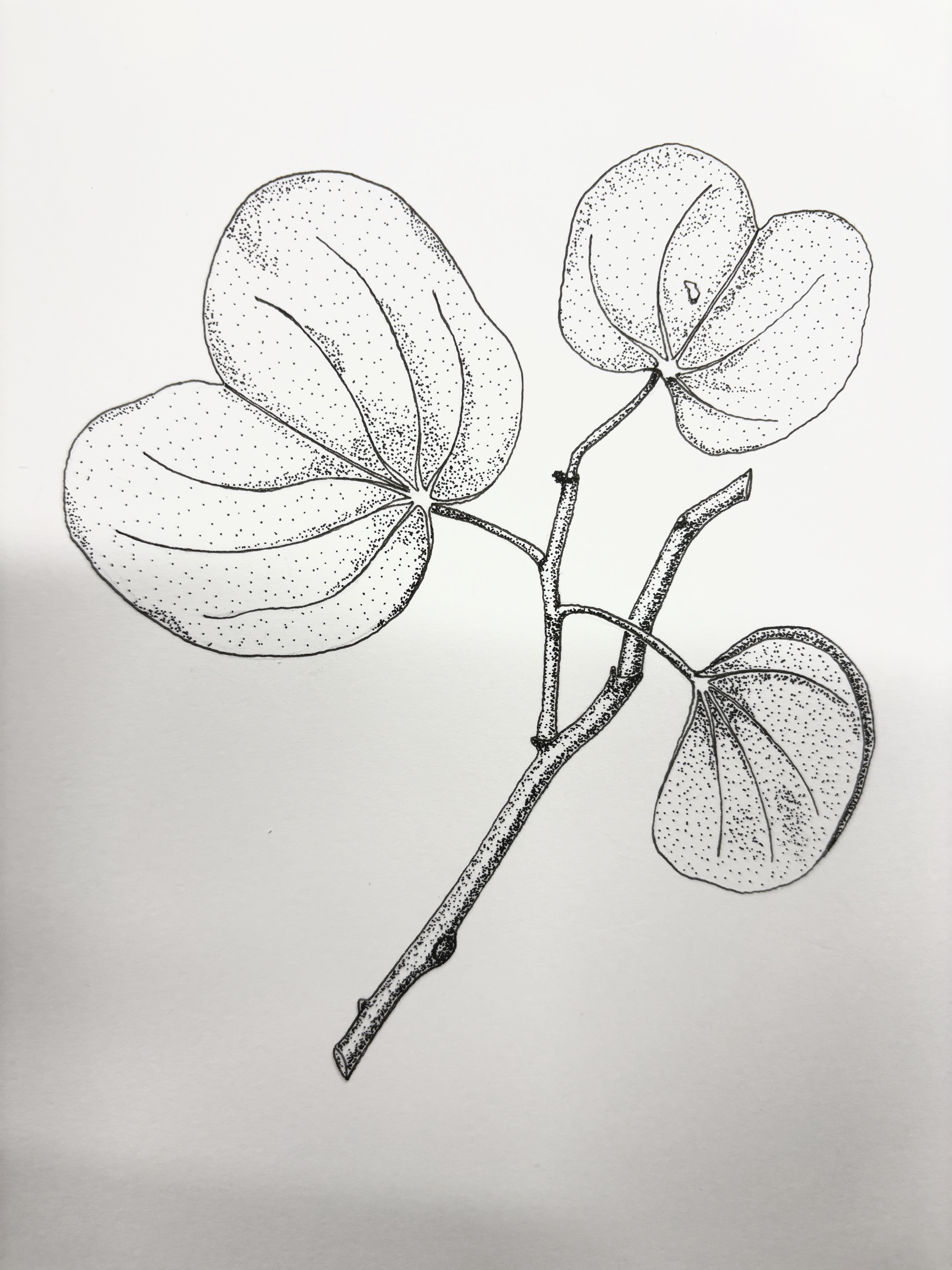 Orchid botanical illustration