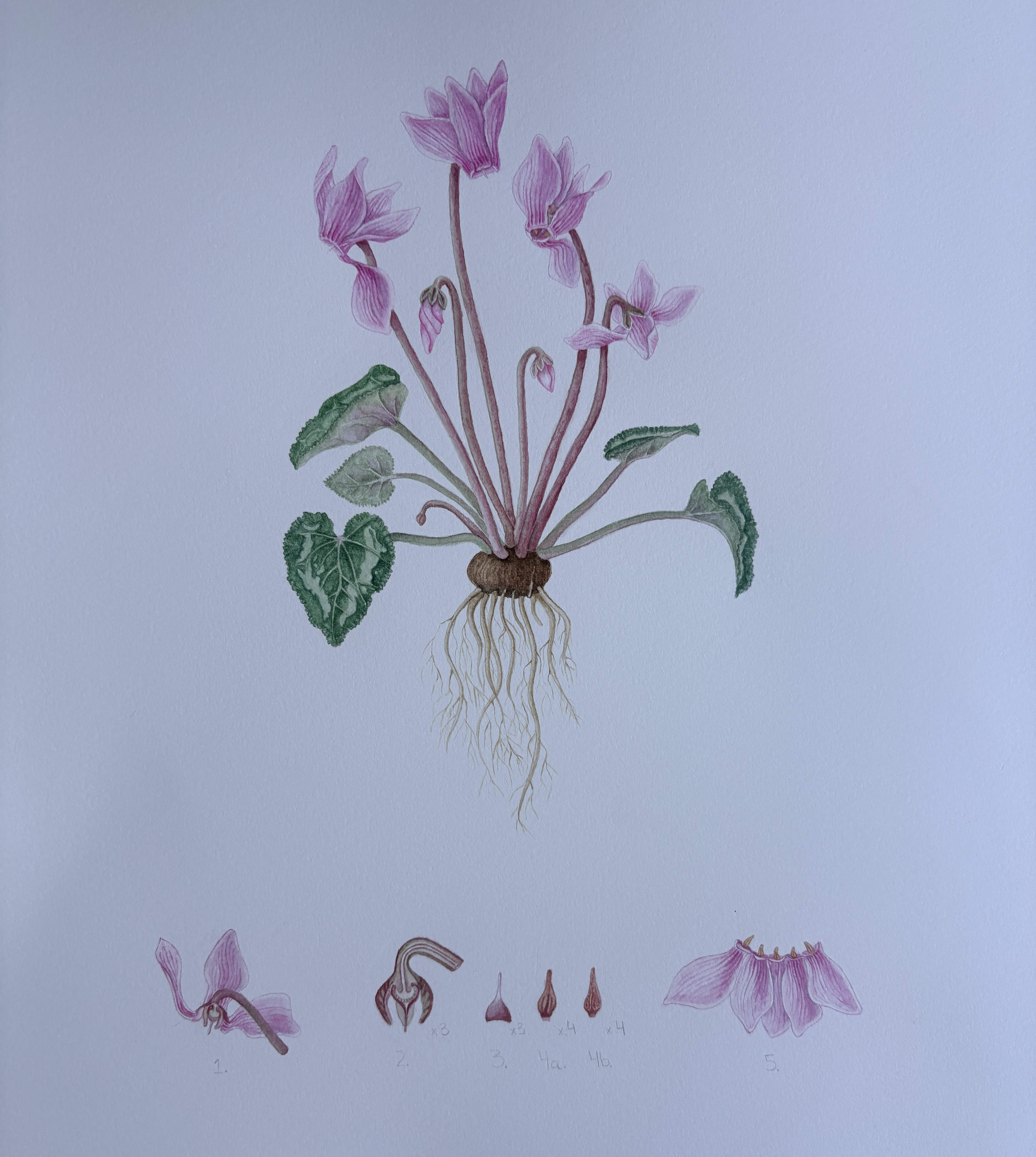 Cyclamen botanical illustration