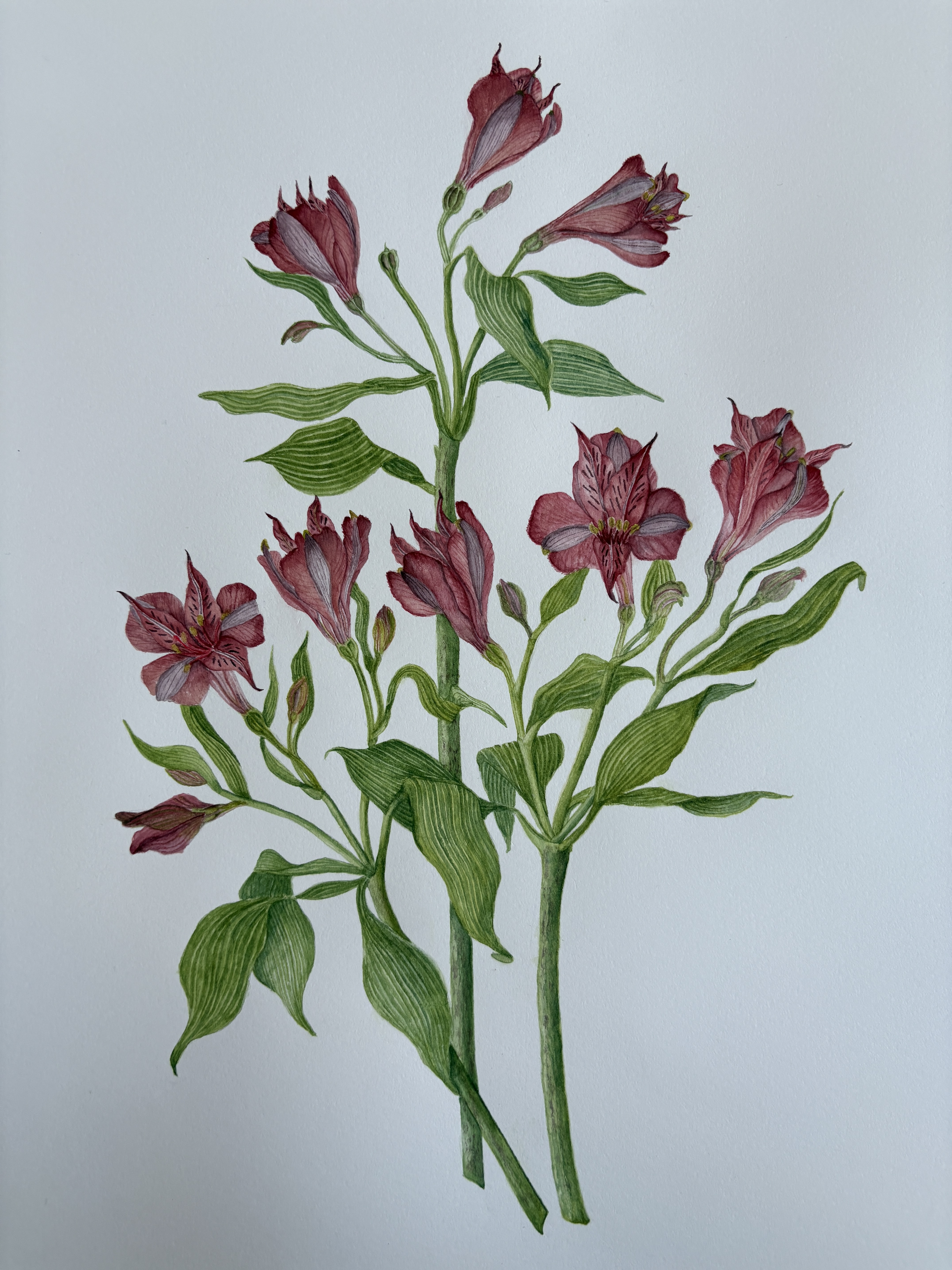Lily botanical illustration