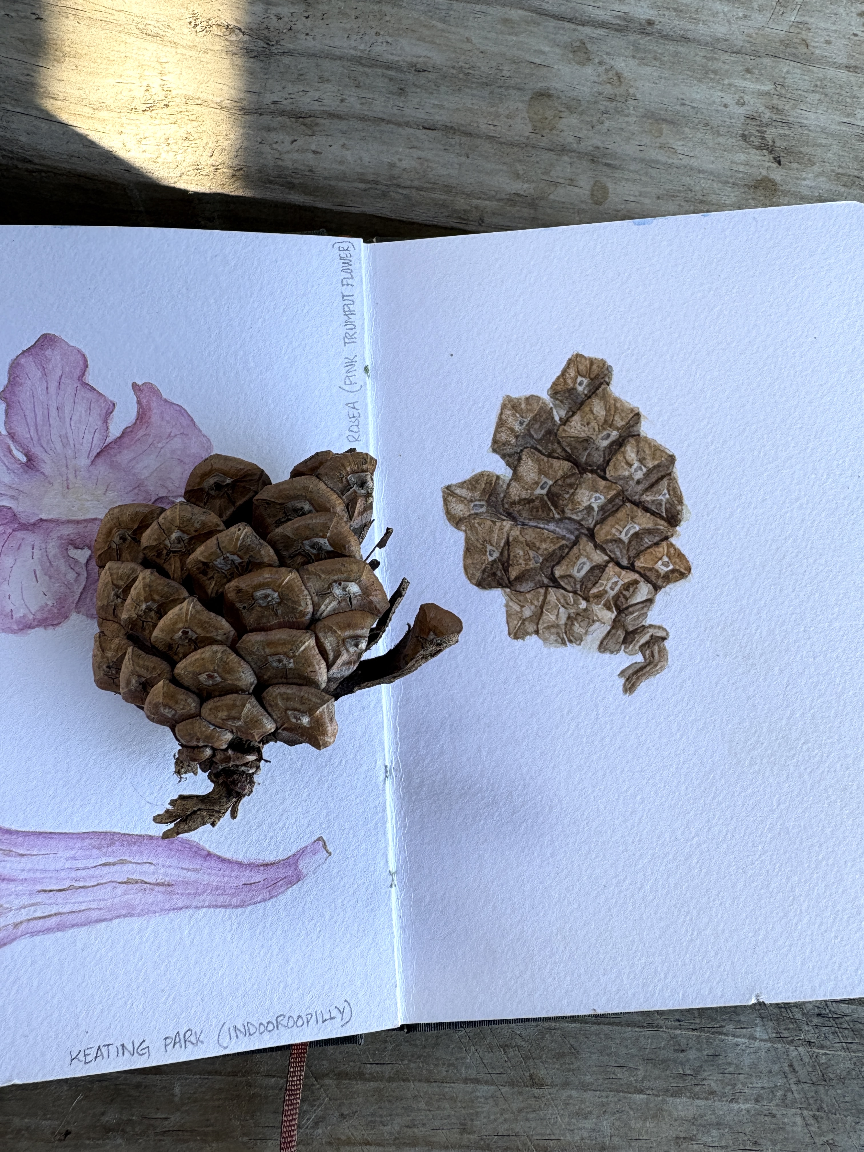 Pinecone botanical illustration