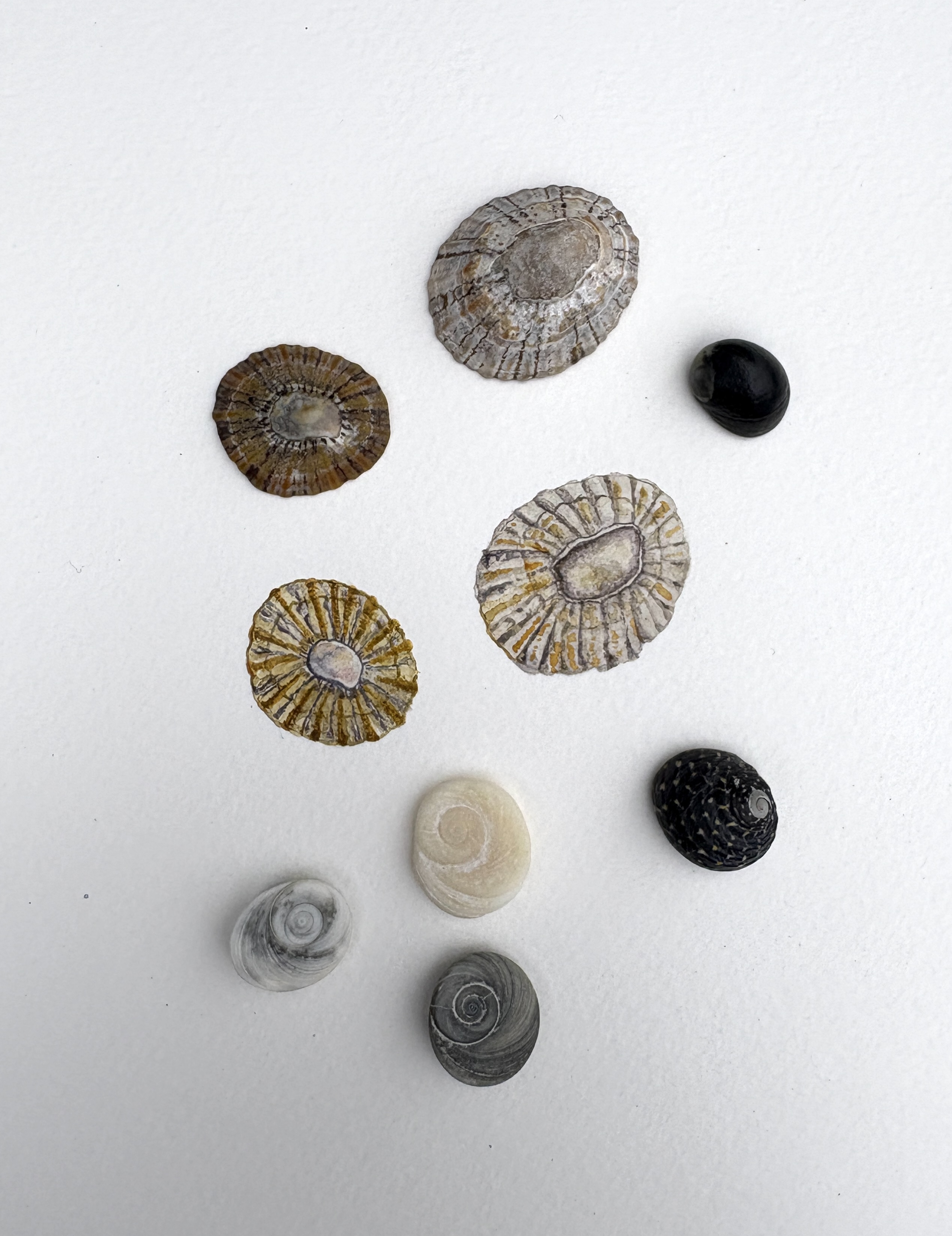Seashells