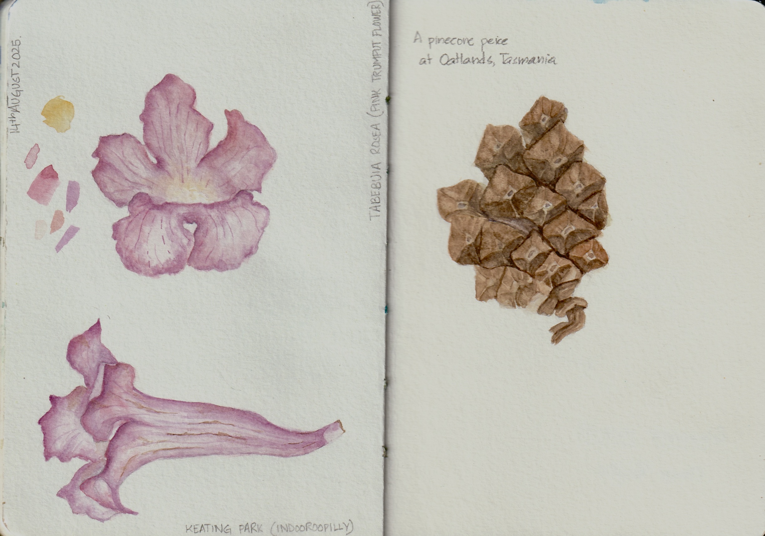 Sketch1 botanical illustration